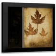 thumbnail image 1 of Poloson, Kimberly 20x20 Black Modern Framed Museum Art Print Titled - Maple Leaves III, 1 of 5