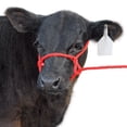 thumbnail image 1 of Poly Calf Halter Color: Red, 1 of 2