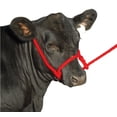 thumbnail image 1 of Poly Cow Halter Color: Red, 1 of 1