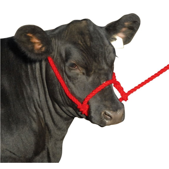 Poly Cow Halter Color: Red