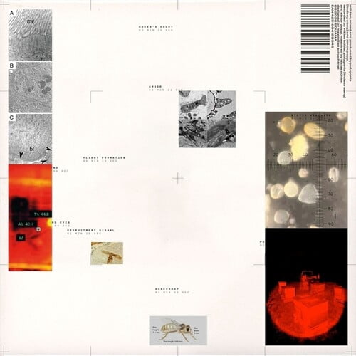 Polygonia,Popp - Apiformes - Music & Performance - Vinyl