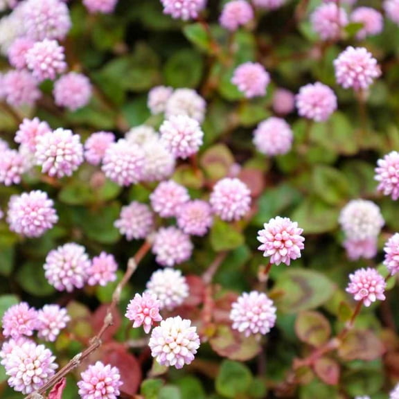Polygonum Capitatum Seed - Pink Knotweed Ground Cover Seeds - 2000 Seeds
