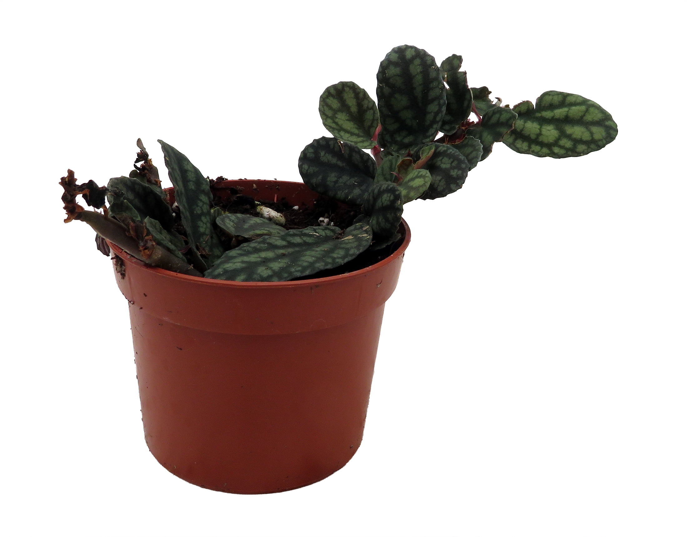Polynesian Ivy Vine - Pellionia pulchra - 2.5