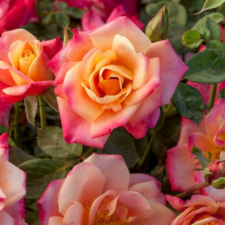 Polynesian Punch™ Floribunda Rose by Heirloom Roses - Live Rose Plants