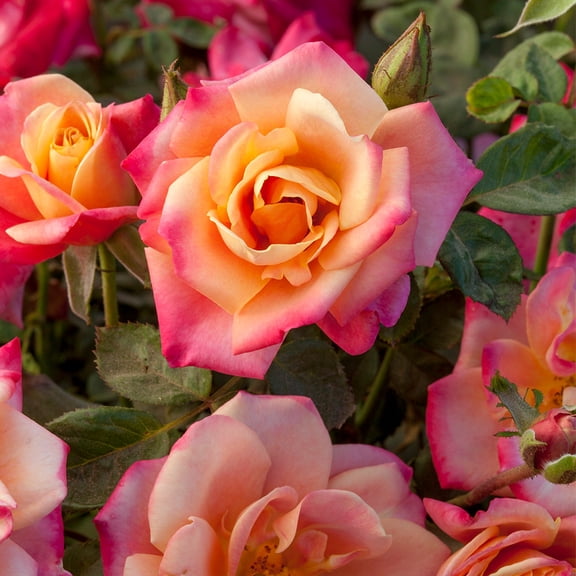 Polynesian Punch Floribunda Rose by Heirloom Roses - Live Rose Plants
