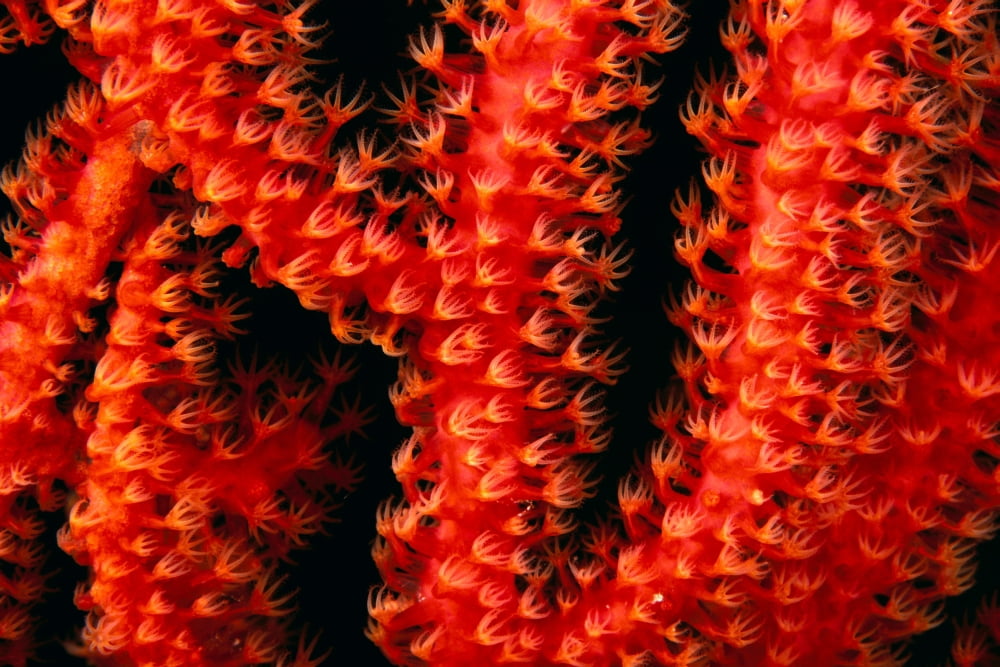 Polyp detail of gorgonian coral Canvas Art - Dave Fleetham Design Pics (40 x 26)