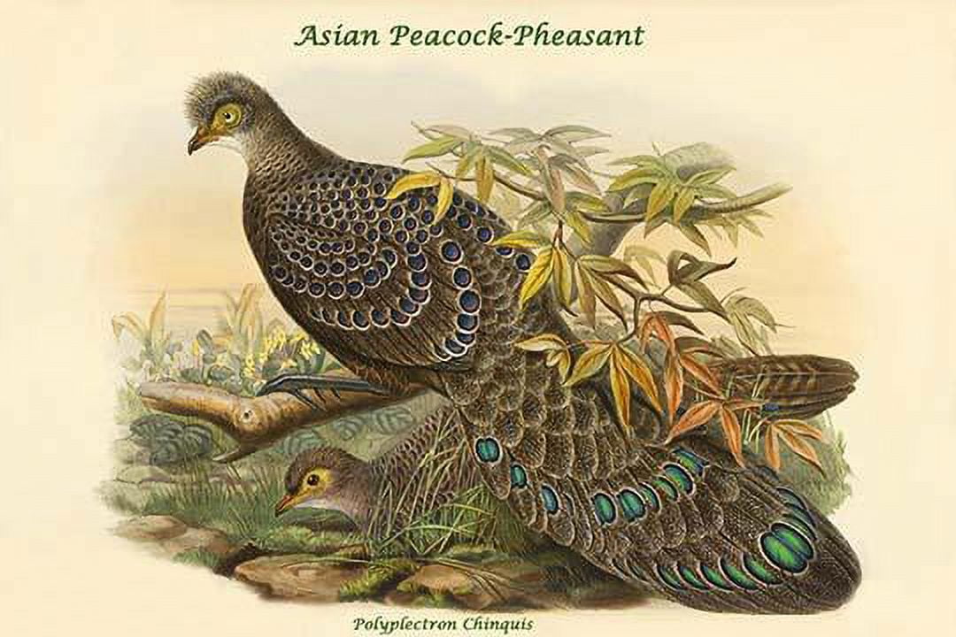 【ポイント10倍】 Polyplectron Chinquis Art Peacock-Pheasant-Fine Asian - 画材