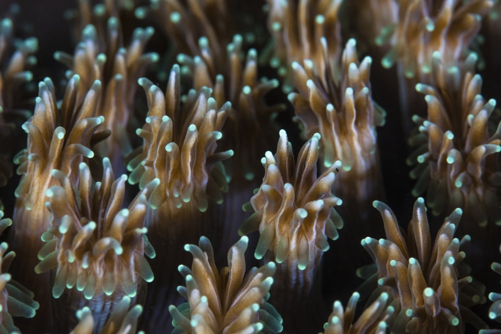Polyps of a Galaxea coral colony grow on a reef in Indonesia Canvas Art - Ethan DanielsStocktrek Images (17 x 12)