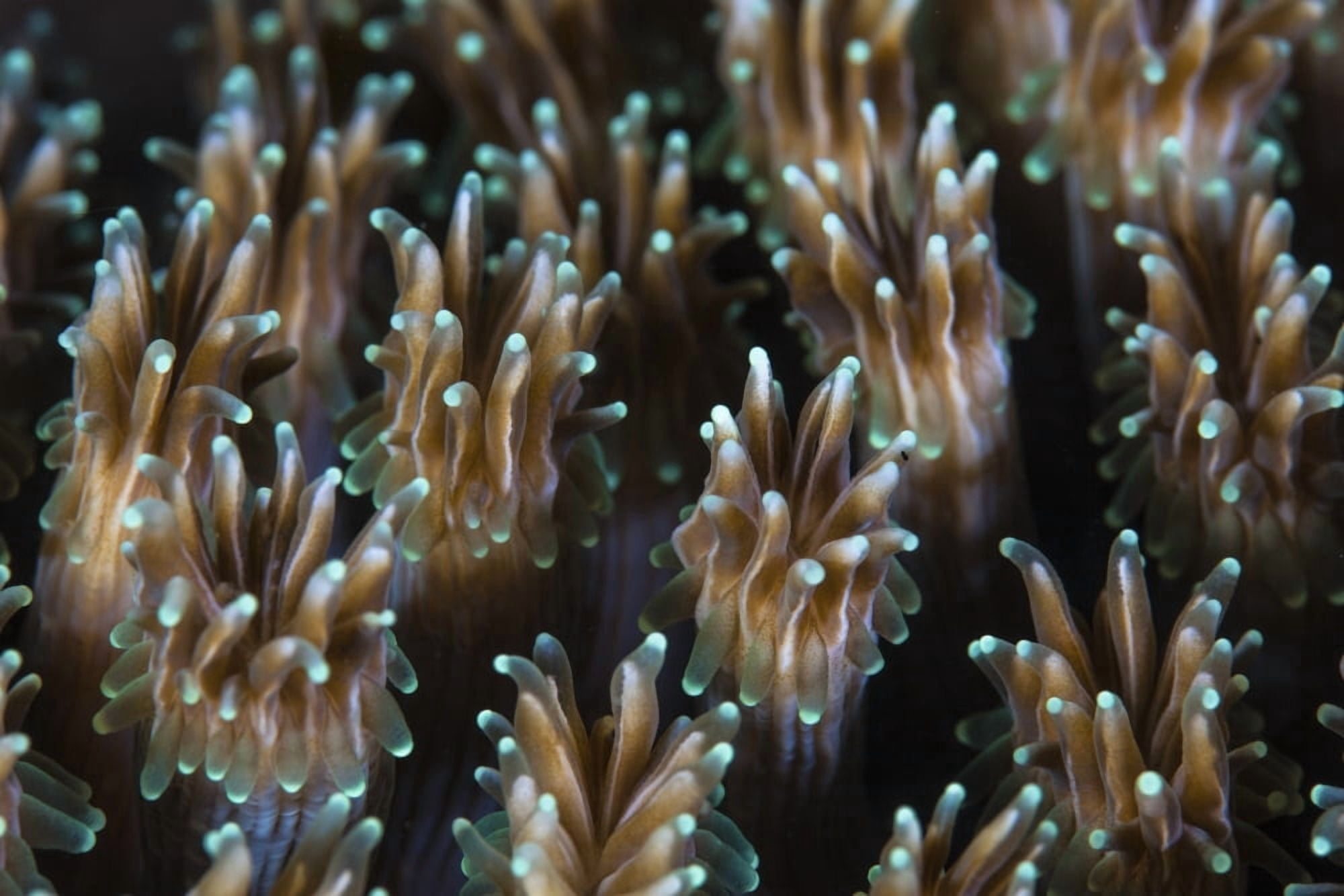 Polyps of a Galaxea coral colony grow on a reef in Indonesia Canvas Art - Ethan DanielsStocktrek Images (34 x 23)