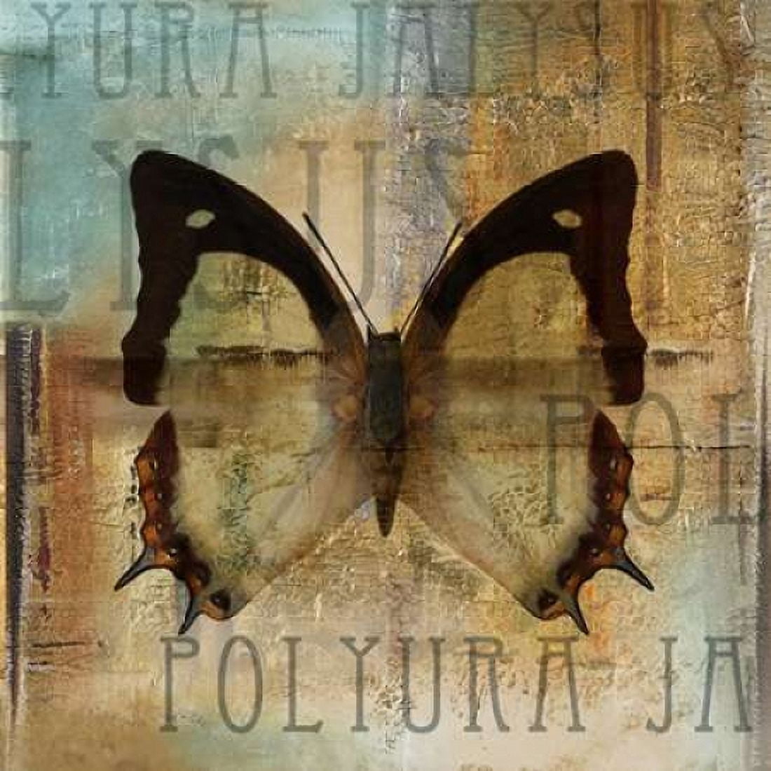 Polyurabutterfly I Canvas Art - Patricia Pinto (24 x 24)