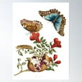 thumbnail image 1 of Pomegranate And Blue Morpho Butterfly - Maria Sibylla Merian Poster Wall Art, Modern Wall Decor For Living Room Bedroom, 12x18 UNFRAMED, 1 of 2