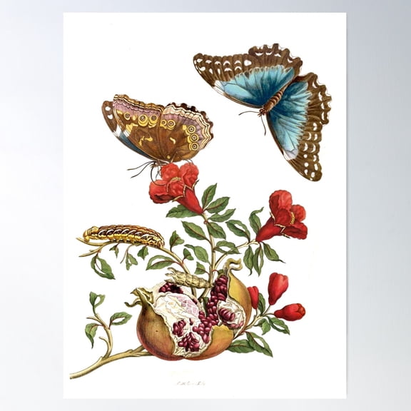 Pomegranate And Blue Morpho Butterfly - Maria Sibylla Merian Poster Wall Art, Modern Wall Decor For Living Room Bedroom, 12x18 UNFRAMED