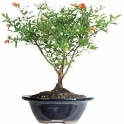 Pomegranate Bonsai Tree