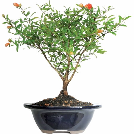 Pomegranate Bonsai Tree