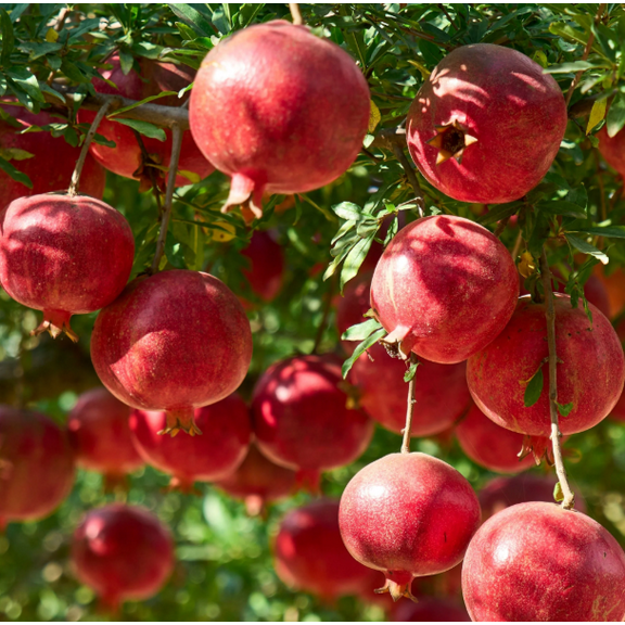 Pomegranate Plant Live for Planting, Red Pomegranate Fruit Tree for Outdoor Garden 8 to 10 Inch Tall in 4 Inch Pot