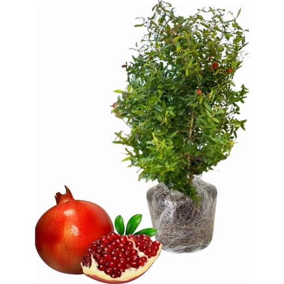 Pomegranate Plant Live in 5-7 Inch Tall, Red Pomegranate Bush Cold Hardy Variety, Well-Rooted Fruit Tree Starter for Indoor Outdoor Growing