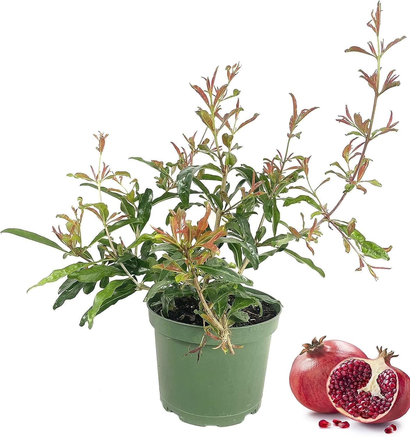 Nature® Mobiel verticaal tuinieren - tuininrichting - tuin Nature® Mobiel verticaal tuinieren - tuininrichting - tuin