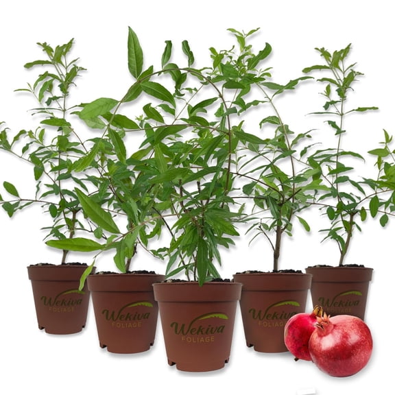 Pomegranate Tree - 5 Live Plants in 4 Inch Growers Pots - Edible Fruit Bearing Tree for The Patio and Garden