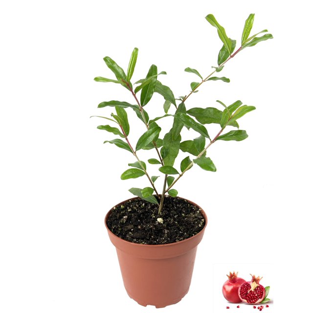 Pomegranate Tree Live Plant in a 4 inch Growers Pot Edible Fruit