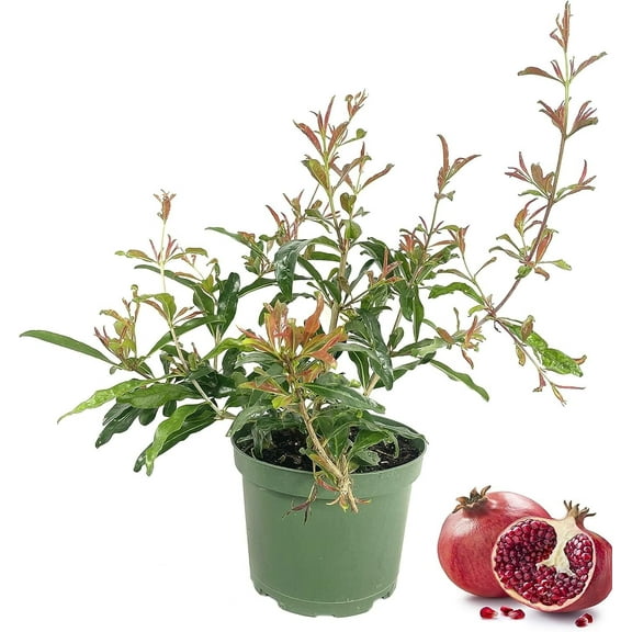 Pomegranate Tree - Live Plant in a 6 Inch Growers Pot - Edible Fruit Bearing Tree for The Patio and Garden