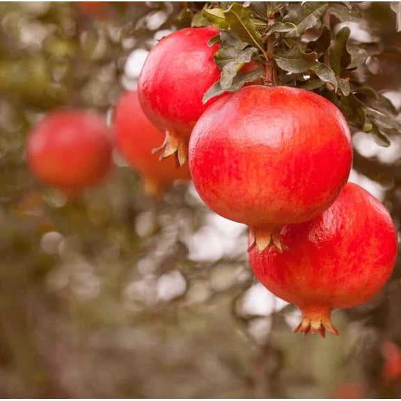 Pomegranate Tree Live for Planting, Sweet Pomegranate Tree 8 to 12 Inc Tall in Half Gal Pot, Well-Rooted Fast-Growing Fruit Tree for Garden