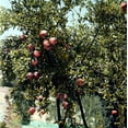 thumbnail image 1 of Pomegranate Tree. /Na Pomegranate Tree With Fruit. Photographed In The Holy Land, Early 20Th Century. Poster Print by  (18 x 24), 1 of 1
