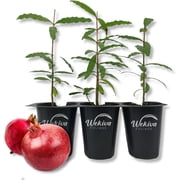 Pomegranate Tree Variety Pack - 3 Live Tissue Culture Starter Plants - Edible Fruit Bearing Tree for The Patio and Garden