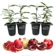 thumbnail image 1 of Pomegranate Tree Variety Pack - 4 Live Starter Plants - Growers Choice - Edible Fruit Bearing Tree for The Patio and Garden, 1 of 6