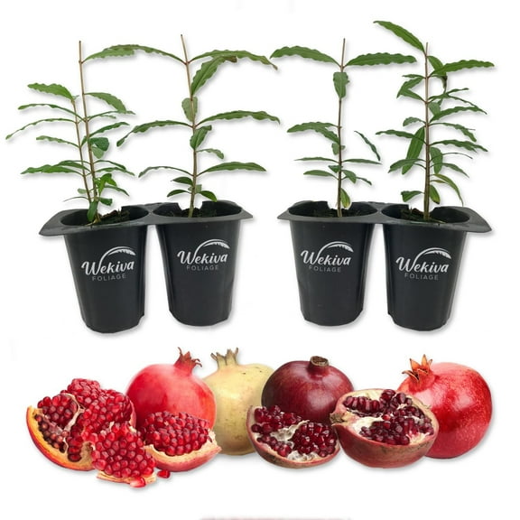 Pomegranate Tree Variety Pack - 4 Live Starter Plants - Growers Choice - Edible Fruit Bearing Tree for The Patio and Garden