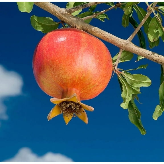 Pomegranate wonderful Grafted Tree 2-3ft Tall. Ship To ALL STATES