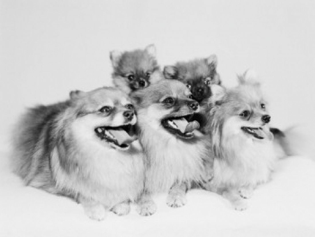 Pomeranian puppies studio shot Canvas Art - (18 x 24)