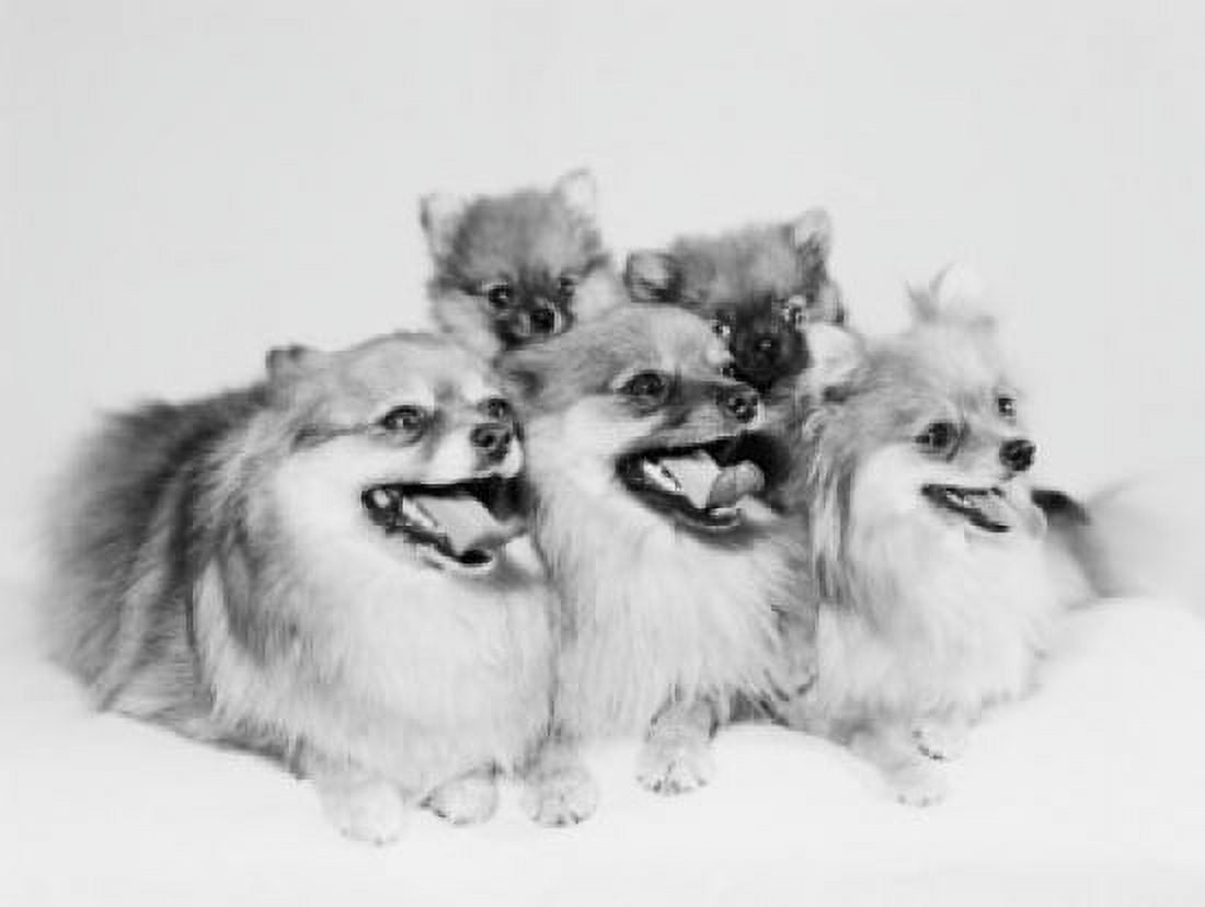 Pomeranian puppies studio shot Canvas Art - (24 x 36)