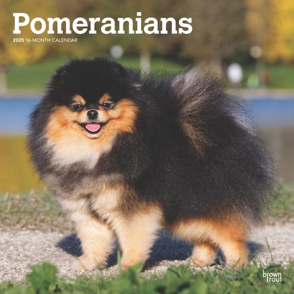 Pomeranians 2025 12 X 24 Inch Monthly Square Wall Calendar Plastic-Free (Wall)