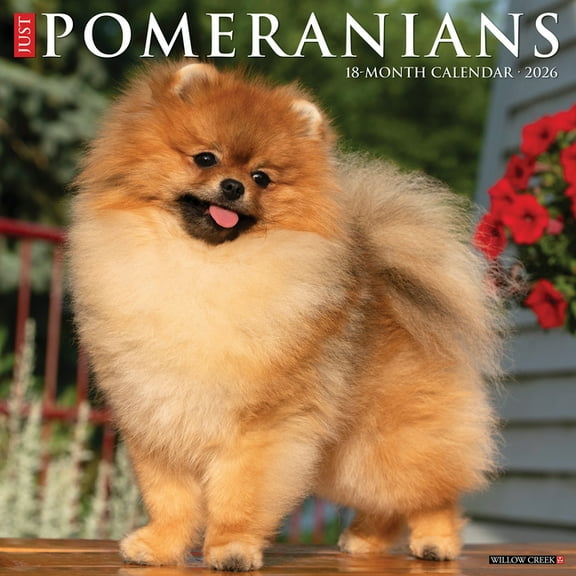 Pomeranians 2026 Wall Calendar, (Paperback)