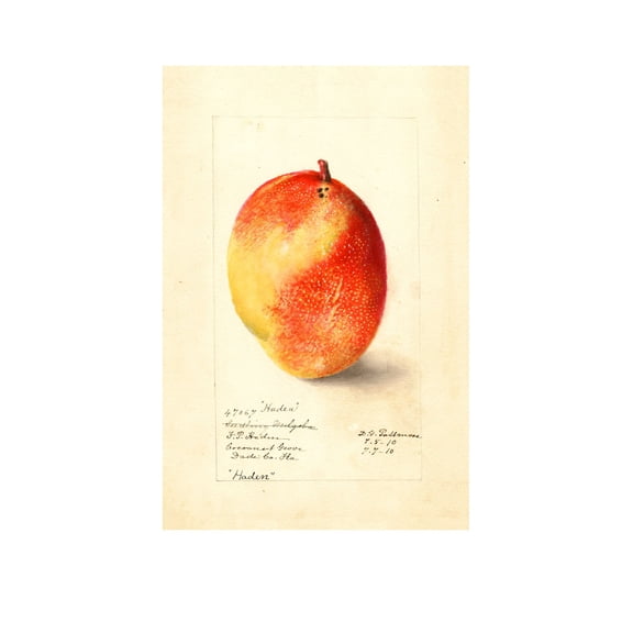 Pomological Mango Fine Art Print, Unframed Paper Poster 16x20in