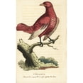 thumbnail image 1 of Pompadour Cotinga, Xipholena Punicea Poster Print By ® Florilegius Mary Evans (18 X 24), 1 of 3