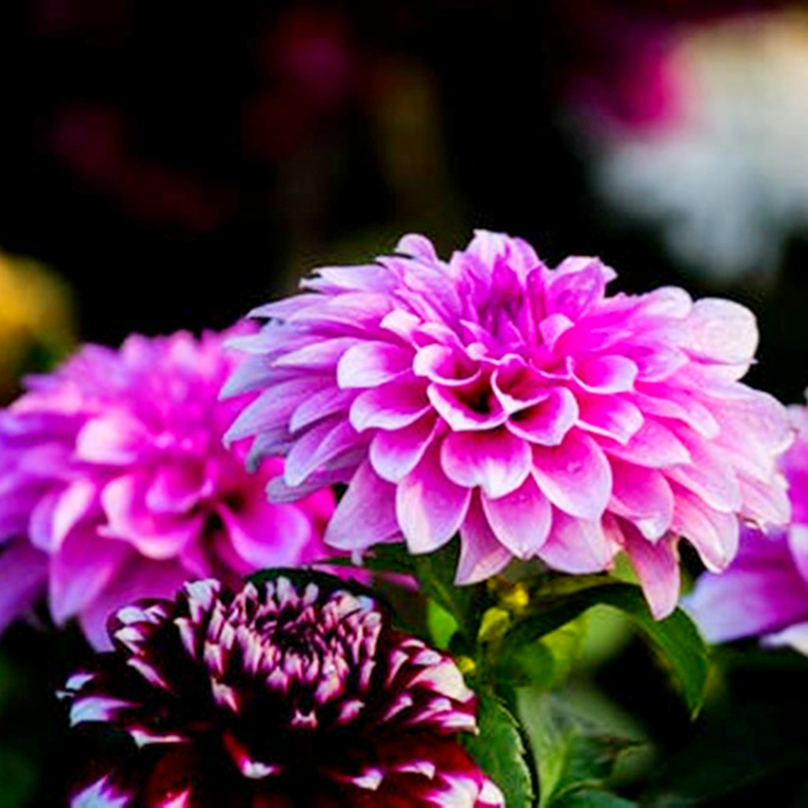 Pompon Dahlia ,Dahlia Bare Root Tuber ,Heat Drought Tolerant, Garden