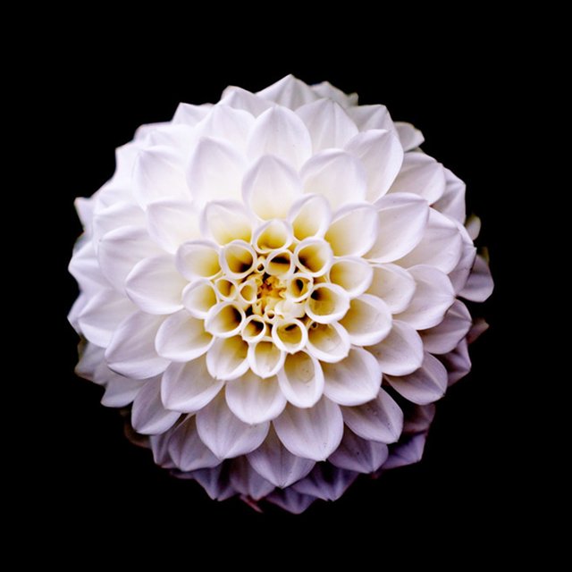 Pompon Dahlia ,Dahlia Bare Root Tuber ,Heat Drought Tolerant, Garden