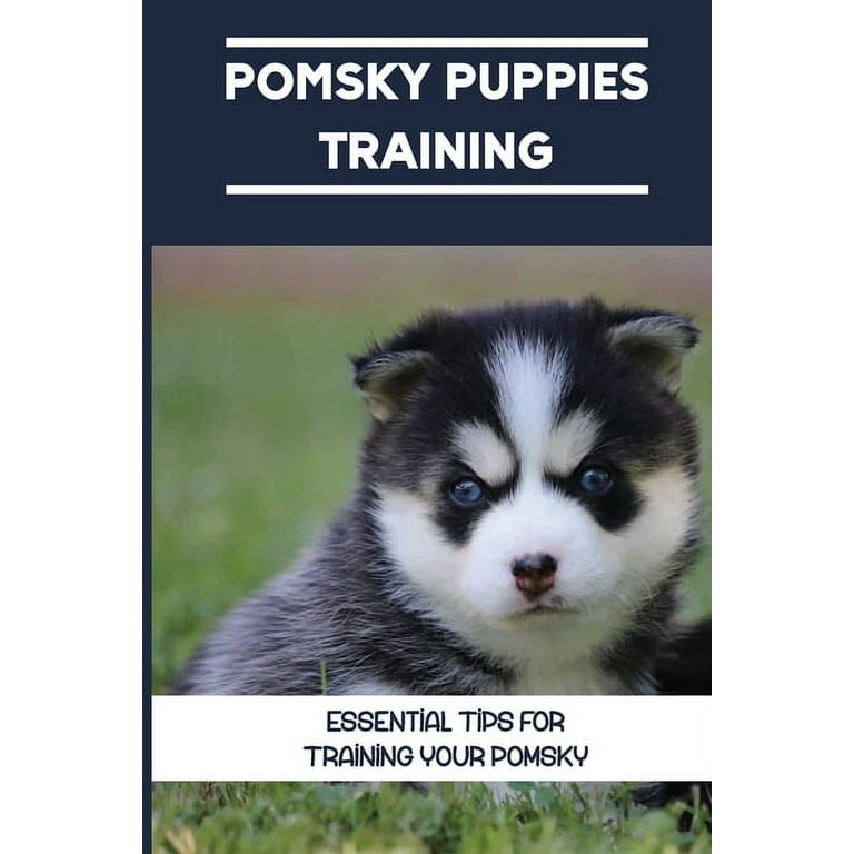 How to Train a Pomsky: Quick & Effective Training Tips