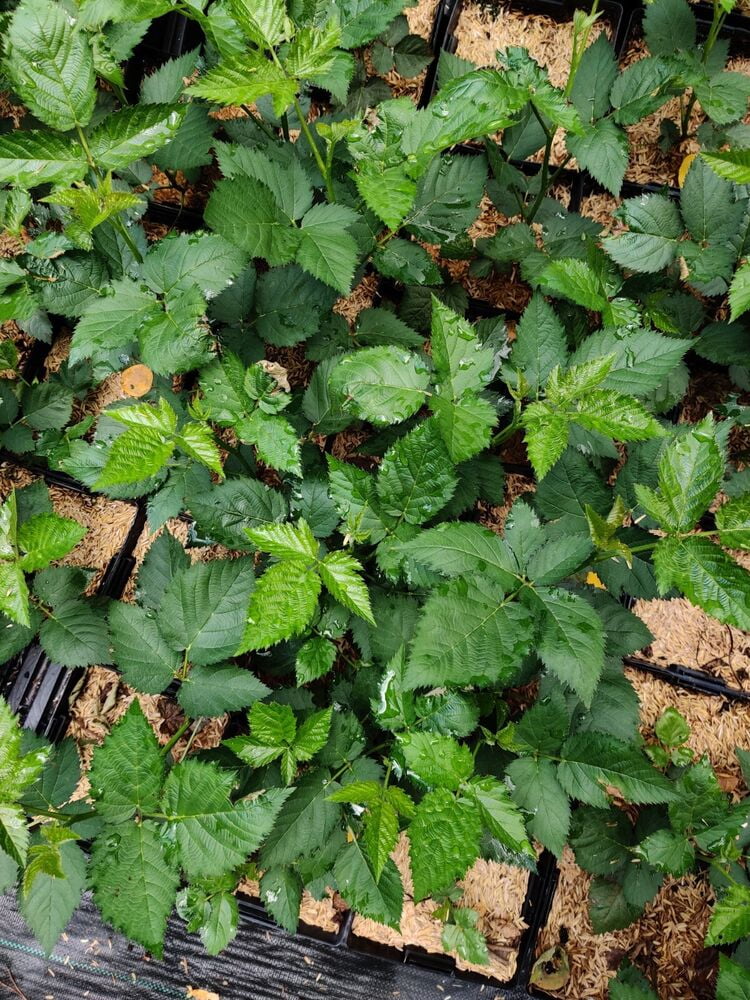 Ponca Thornless Blackberry Edible Fast Growing Fruit 5.25" Pot