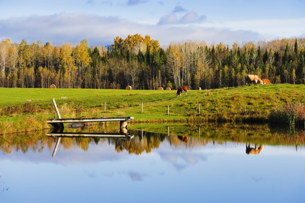 Pond And Cattle Near Mansonville Eastern Townships Quebec Canvas Art - Yves Marcoux Design Pics (34 x 22)