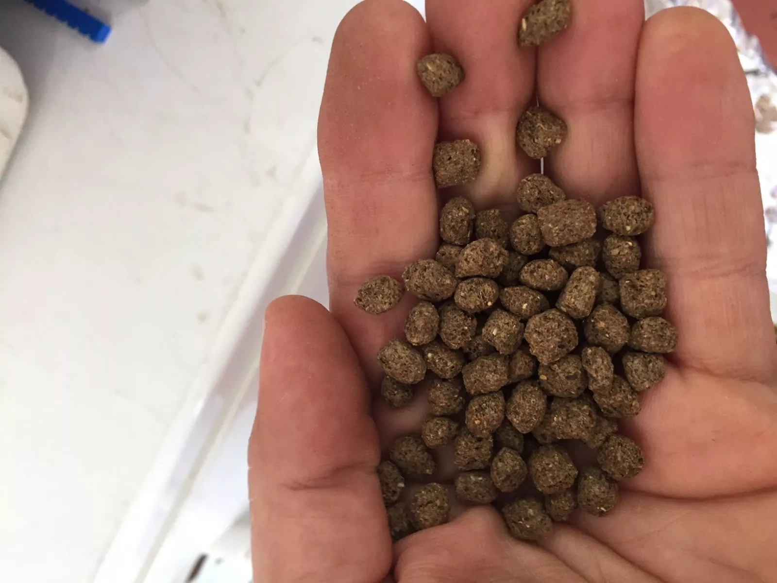 Pond Food Catfish Food Bass Food Turtle Food Goldfish Food Koi Food Bluegill
