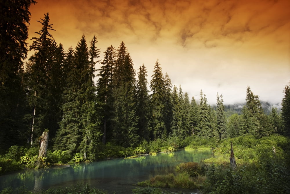 Pond In A Forest Canvas Art - Richard Wear Design Pics (34 x 22)