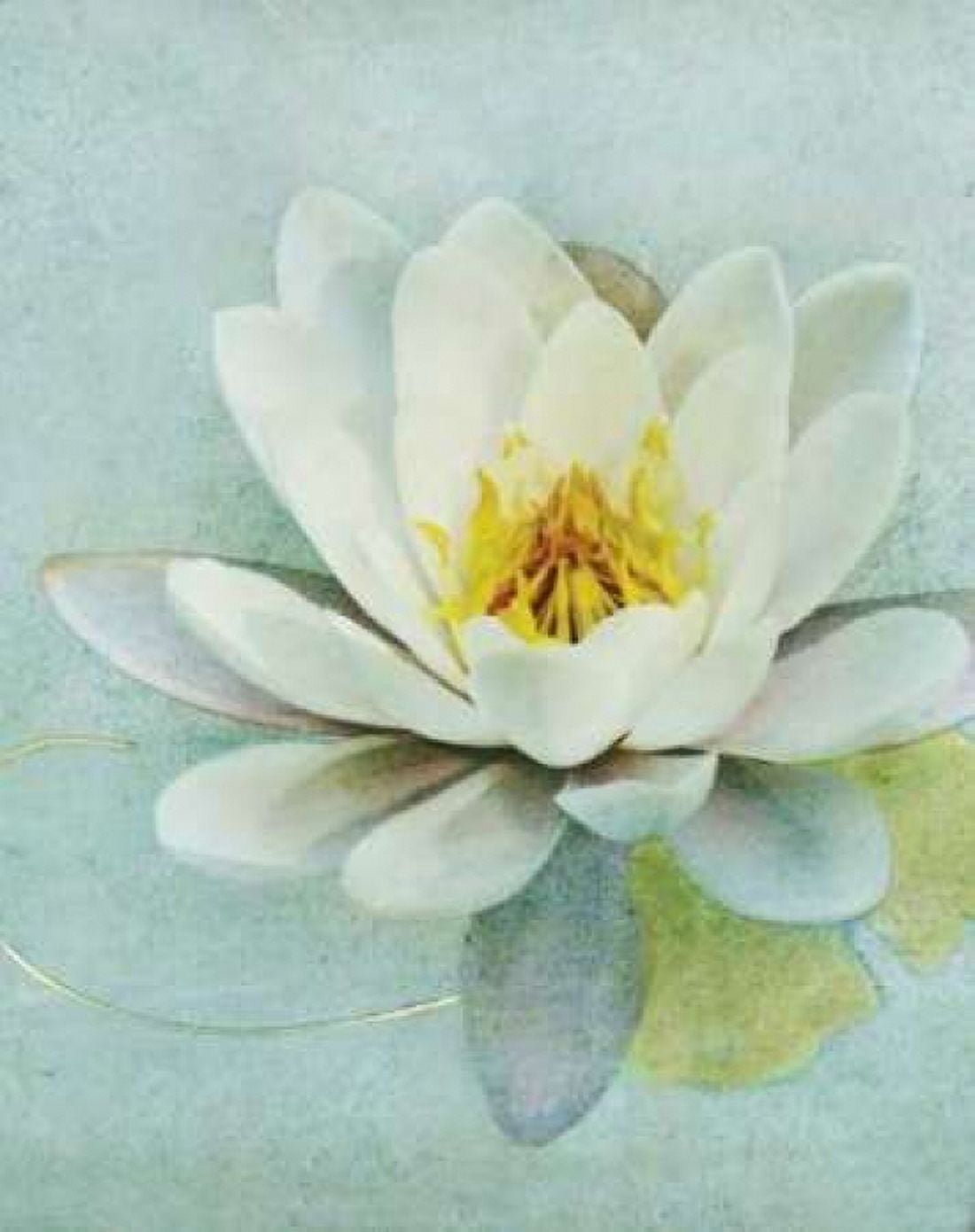 Pond Lily Canvas Art - Amy Melious (22 x 28)