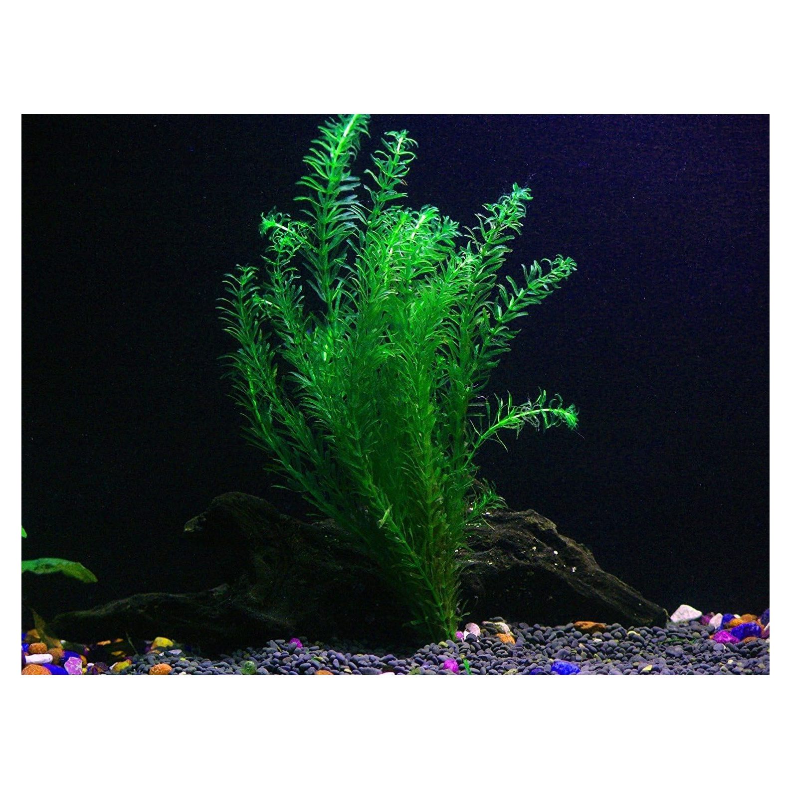 Pond Oxygenating Elodea Anacharis Bunch Plants Imported and USDA