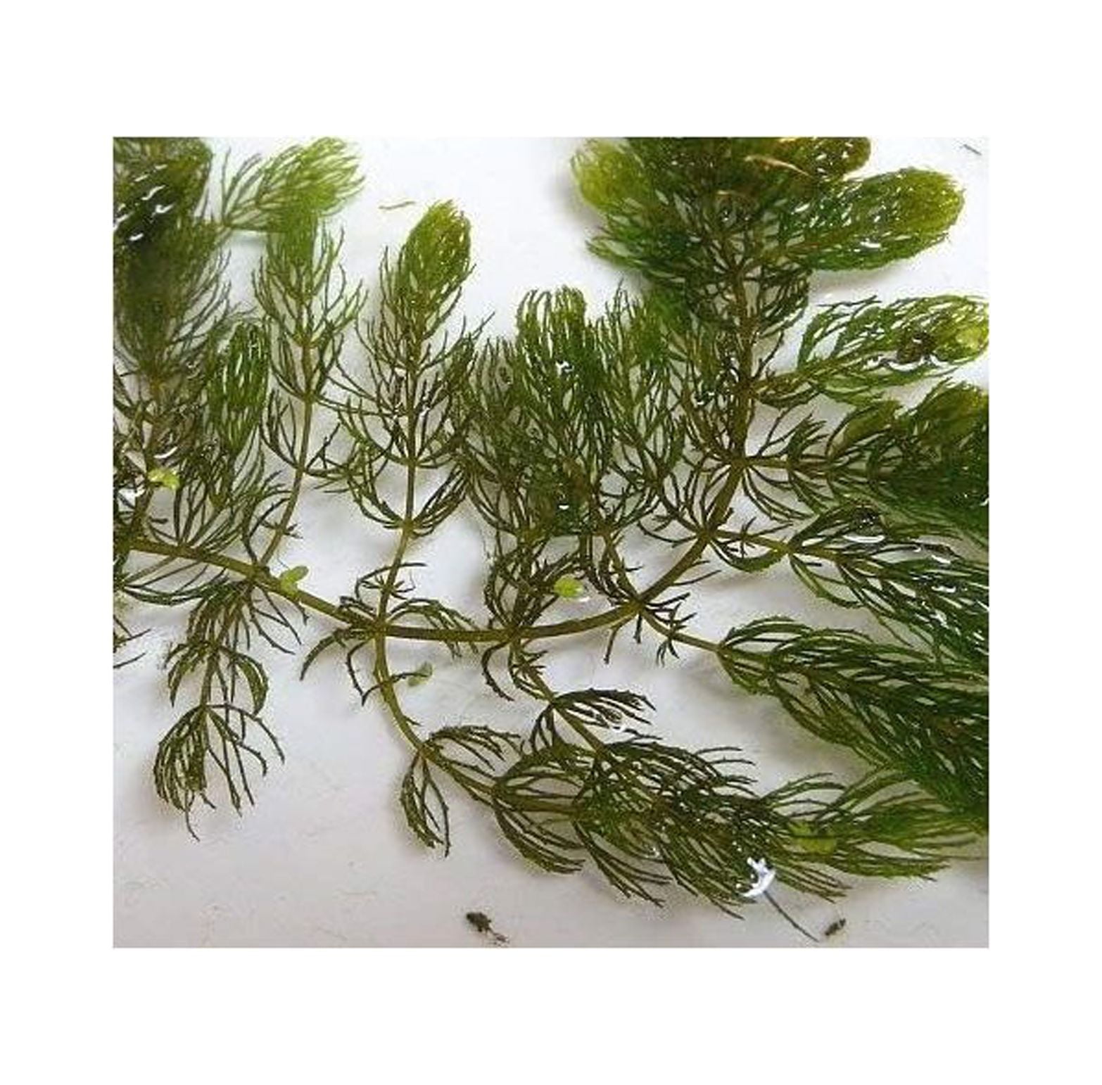 Pond Oxygenating Hornwort Bunch Plants