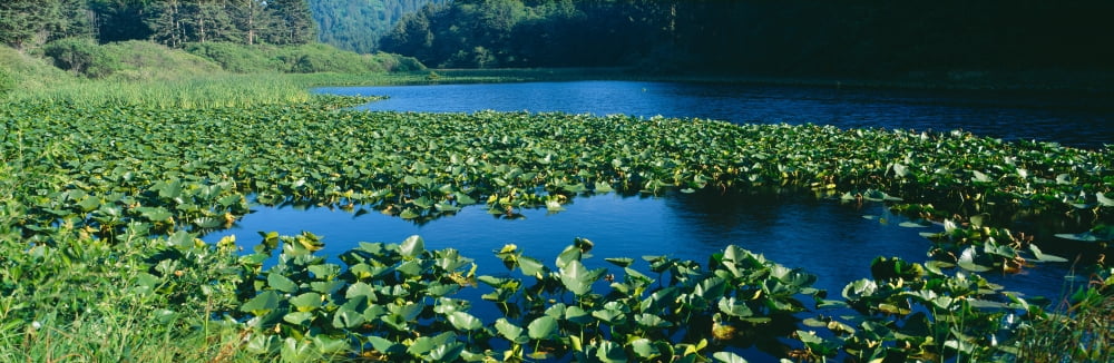 Pond covered with lilies near Highway 1 Northern California Canvas Art - Panoramic Images (36 x 12)