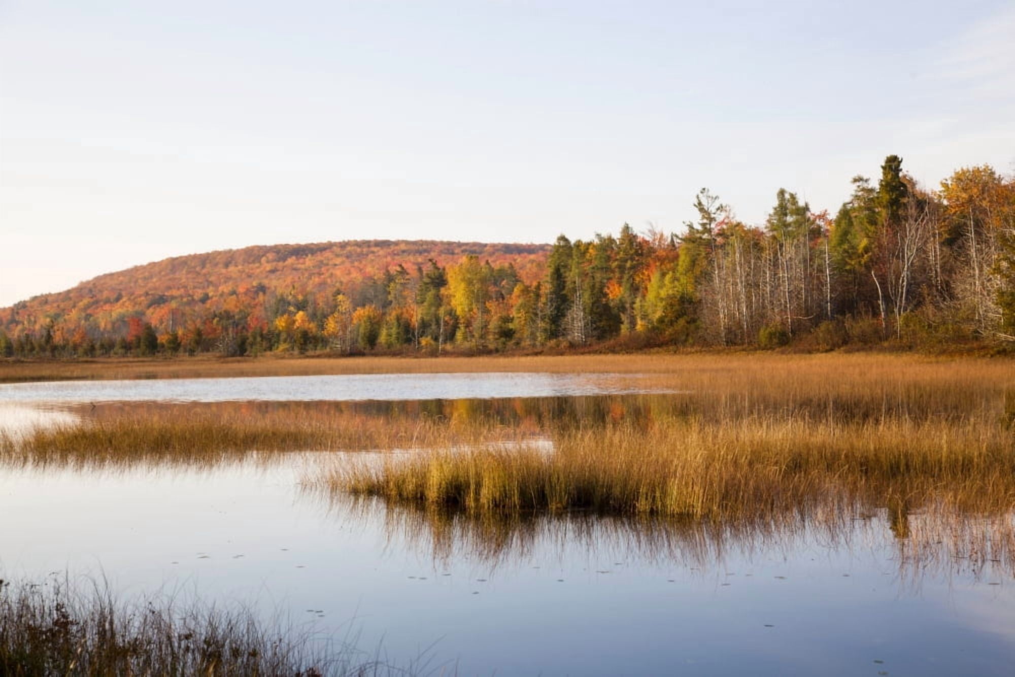 Pond in a forest Alger County Upper Peninsula Michigan USA Canvas Art - Panoramic Images (24 x 36)