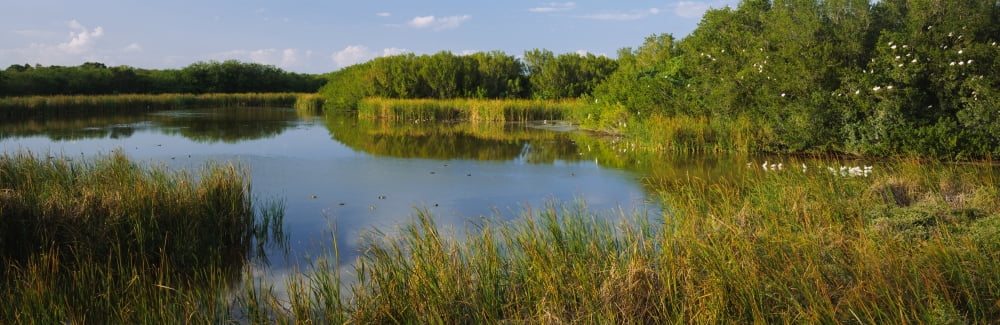 Pond in a forest Eco Pond Flamingo CampGround Everglades National Park Florida USA Canvas Art - Panoramic Images (36 x 12)