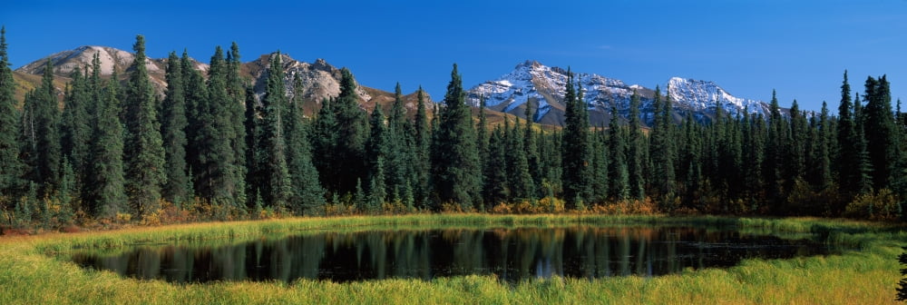 Pond in a forest with a mountain range in the background Tundra Pond Denali National Park Alaska USA Canvas Art - Panoramic Images (36 x 12)